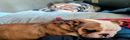 English Bulldog dogs for sale: English Bulldog 2 sandy - Ad 7