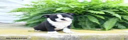 Boston Terrier dogs for sale: Oreo  - Ad 3