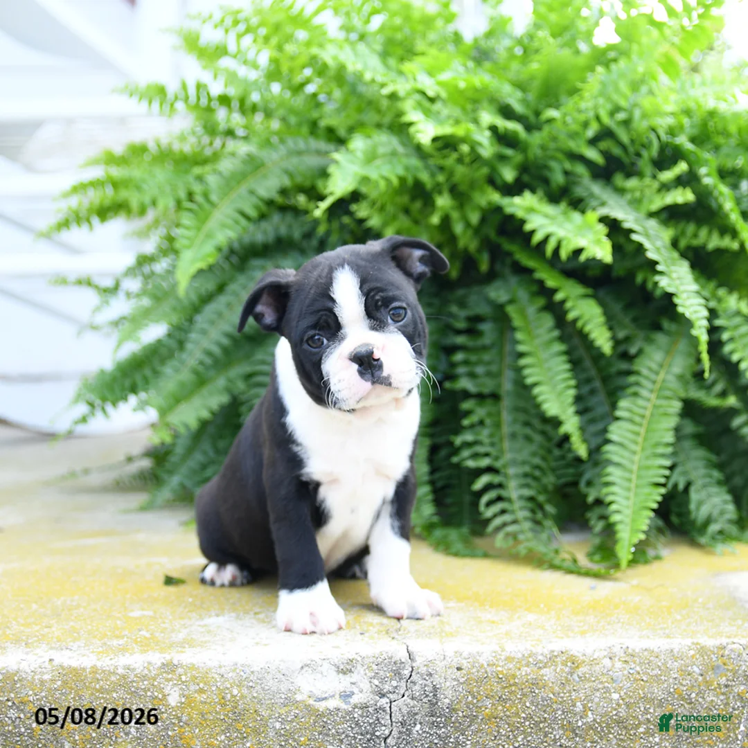 Boston Terrier dogs for sale: Oreo  - Ad 3