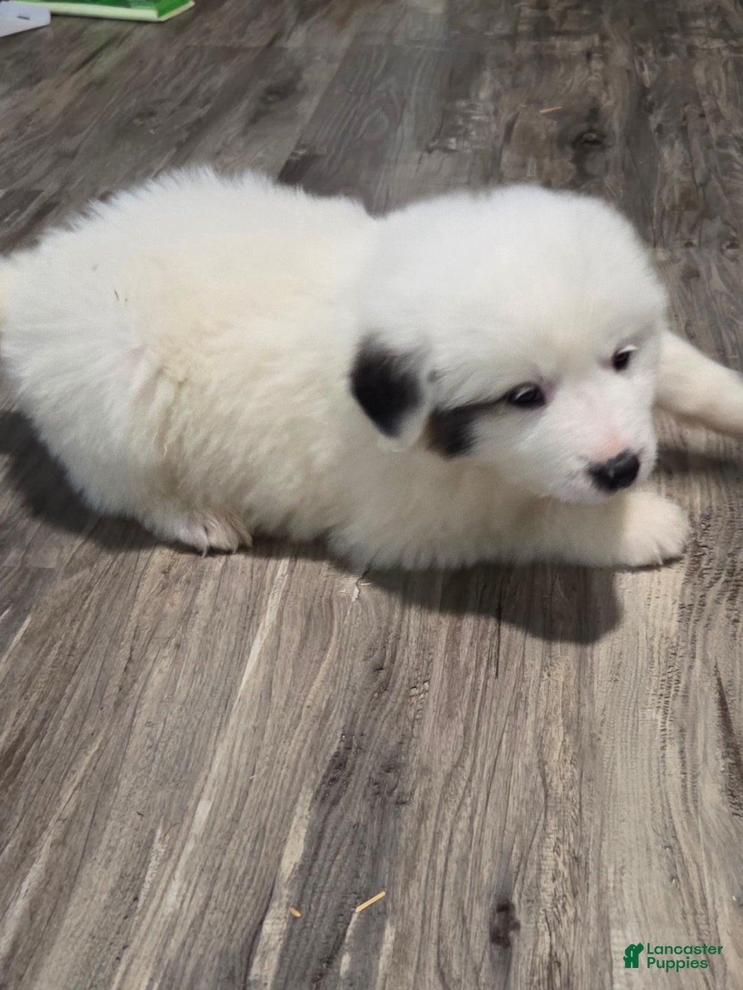 Great Pyrenees dogs for sale: Rita - Ad 6