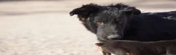 Mixed Breed dogs for sale: Toes M Black - Ad 1