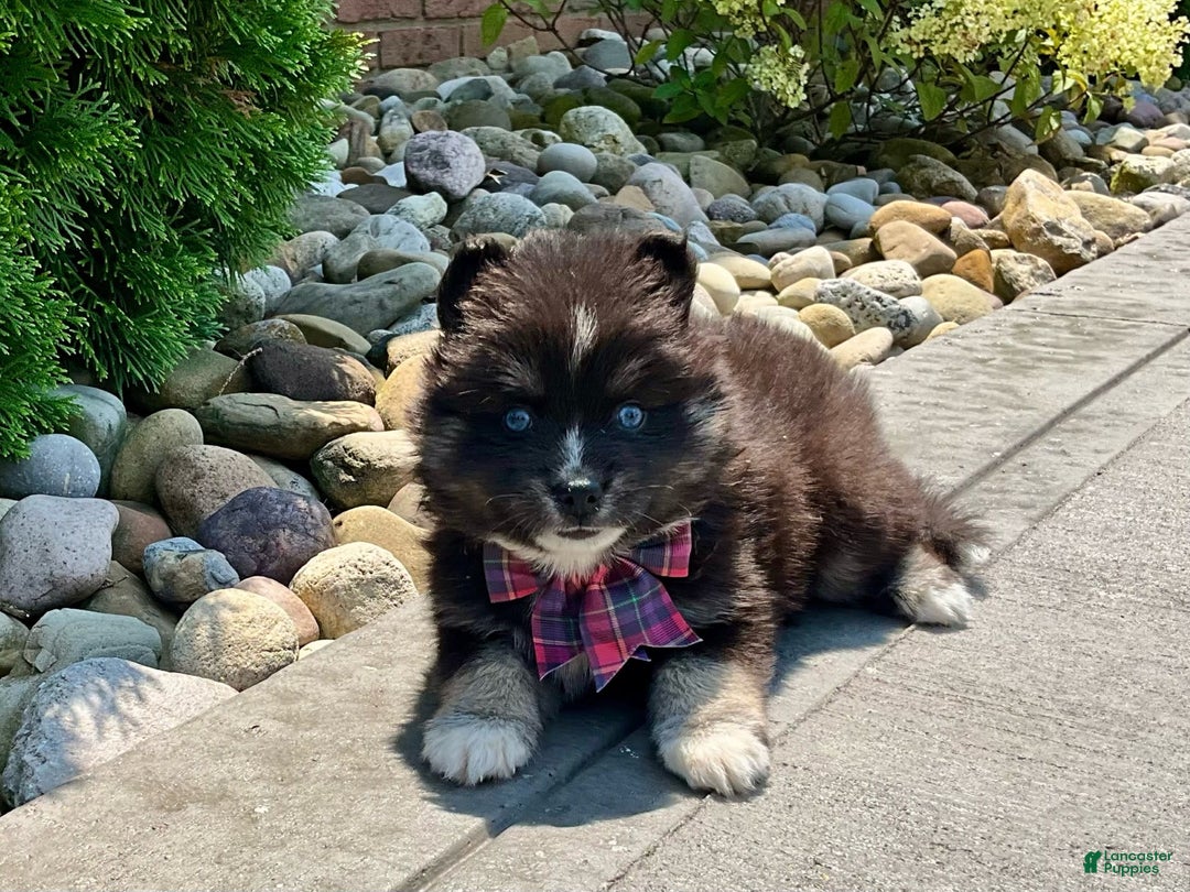 Pomsky dogs for sale: Crystal - Ad 2