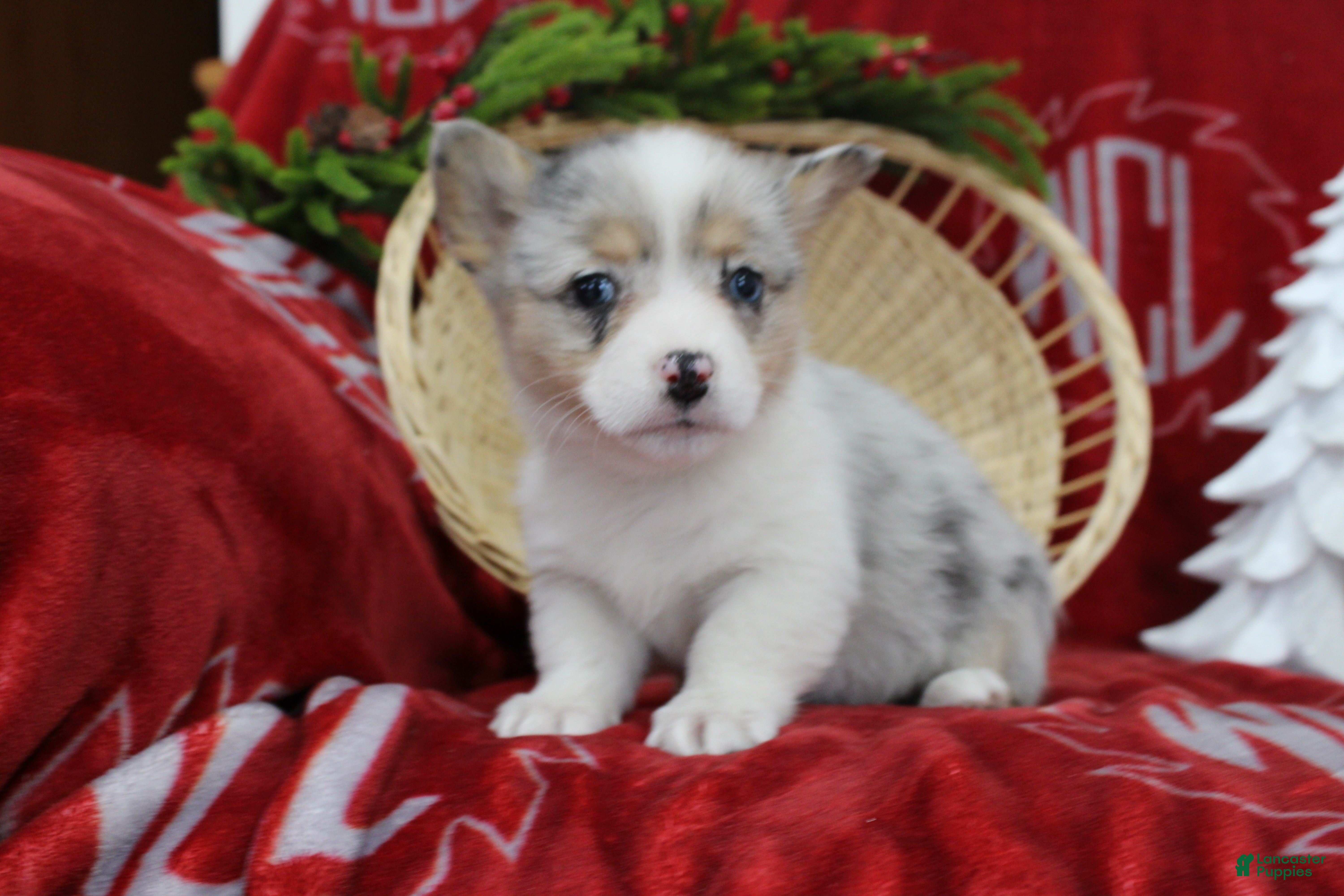 Welsh Corgi Pembroke dogs Bella - Ad 41