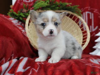 Welsh Corgi Pembroke dogs Bella - Ad 41