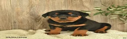 Rottweiler dogs for sale: Lark  - Ad 1