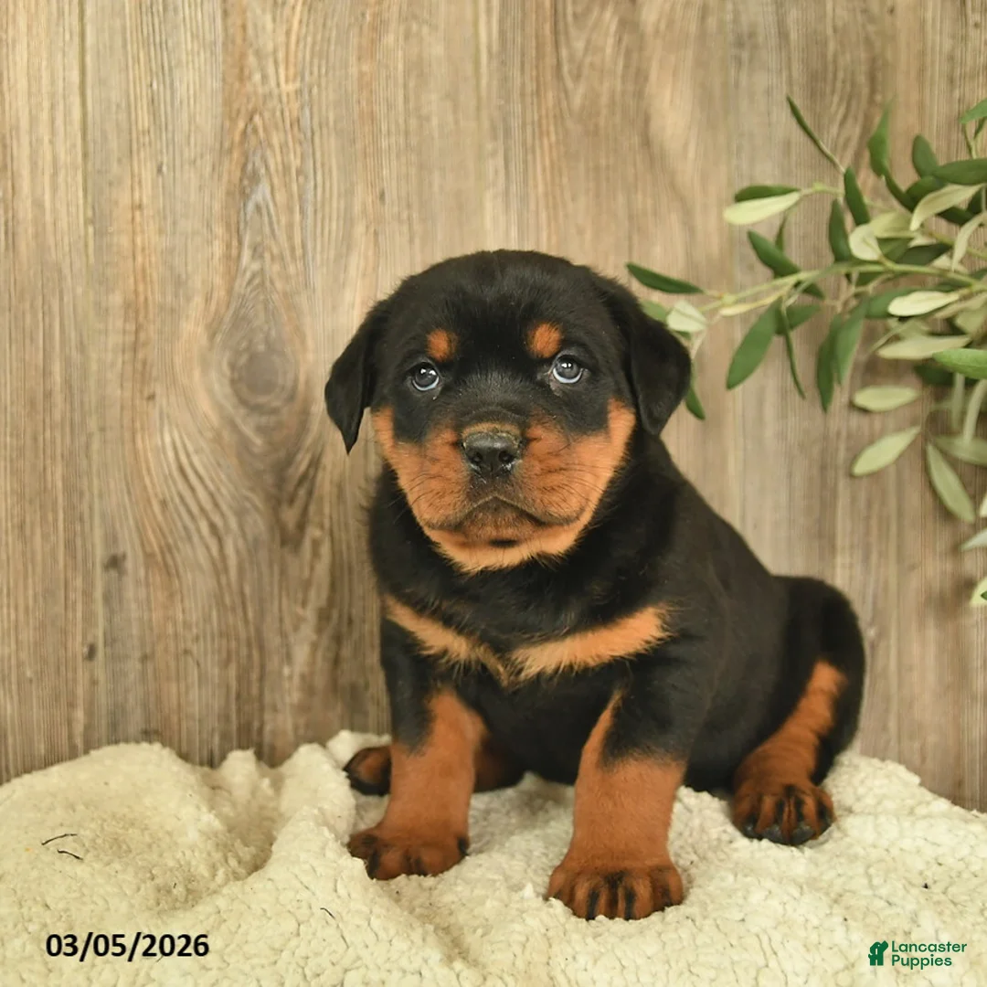 Rottweiler dogs for sale: Lark  - Ad 1