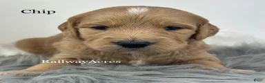 Chip