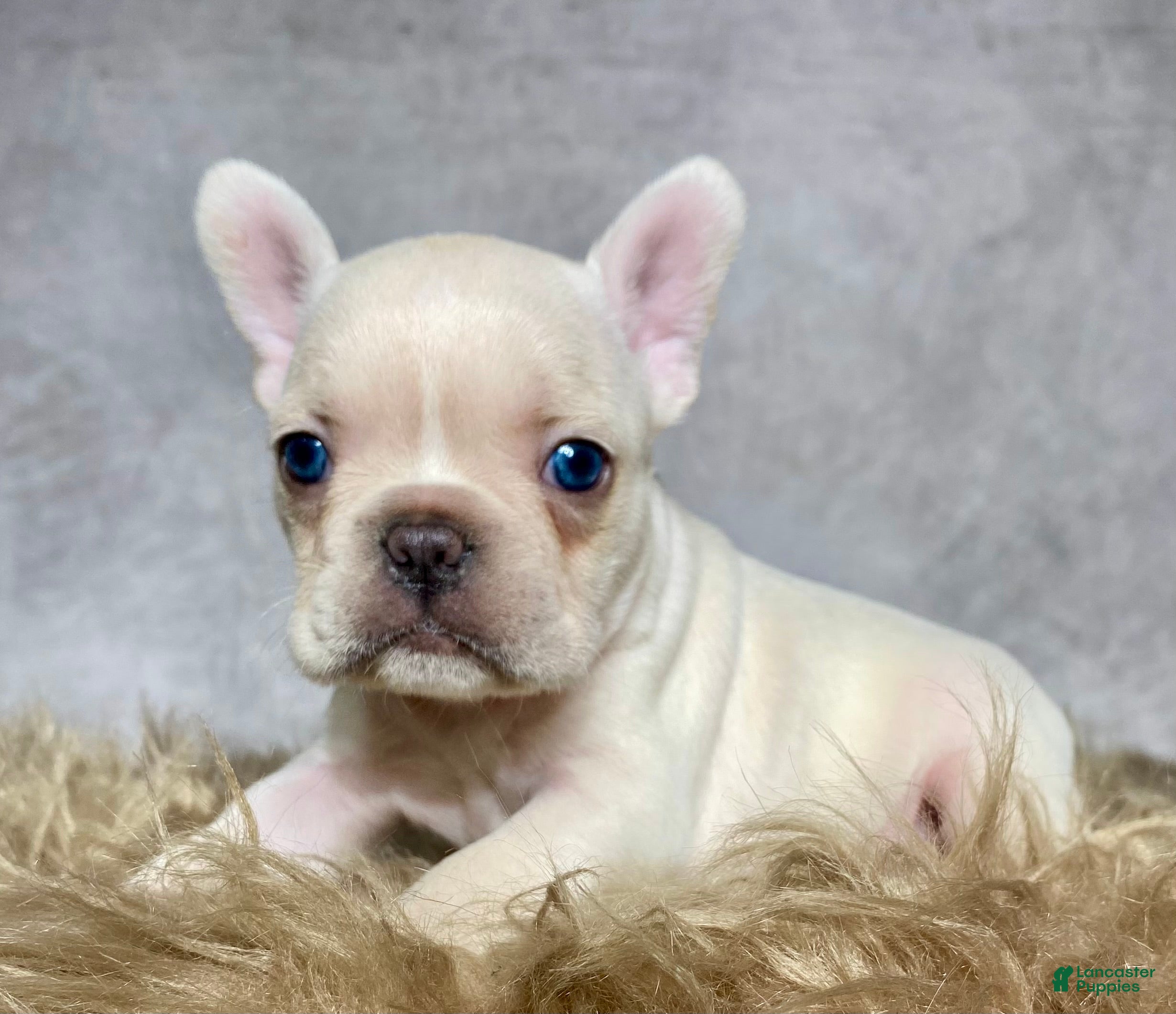 Frenchton dogs Mr. Archie - Ad 2