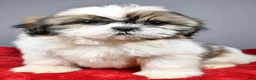 Shih Tzu dogs for sale: Tyson - Ad 5