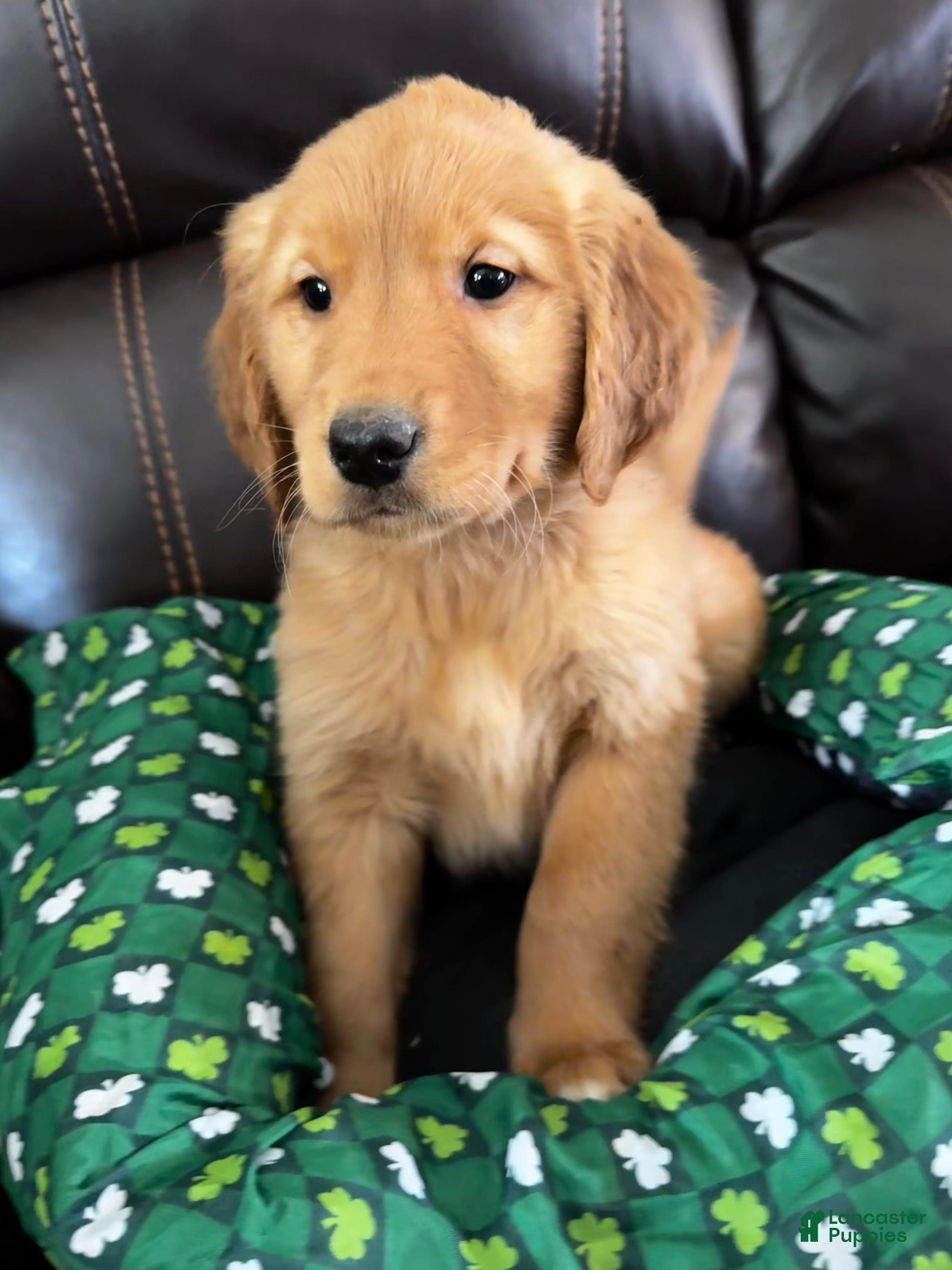 Golden Retriever dogs logan - Ad 39