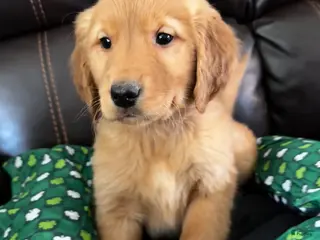 Golden Retriever dogs logan - Ad 39