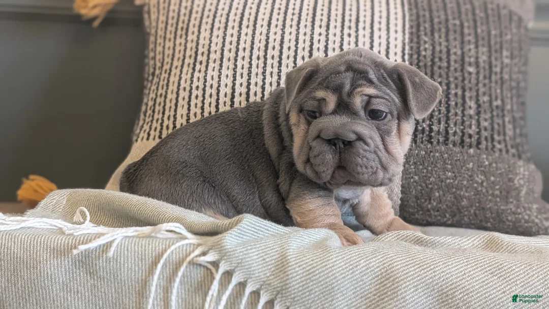 French Bulldog dogs for sale: Royce - Ad 10