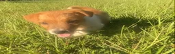 Jack Russell Terrier dogs for sale: Jack Russell Terrier Denver - Ad 2