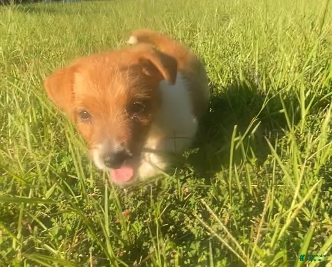 Jack Russell Terrier dogs for sale: Jack Russell Terrier Denver - Ad 2