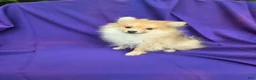 Pomeranian dogs for sale: Jay - Ad 1