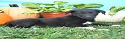 Mixed Breed dogs for sale: Rena - Ad 3