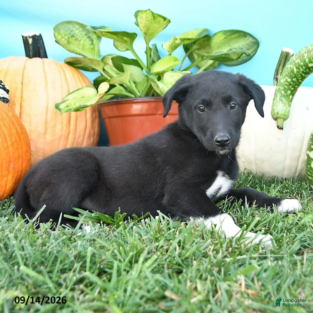 Mixed Breed dogs for sale: Rena - Ad 3