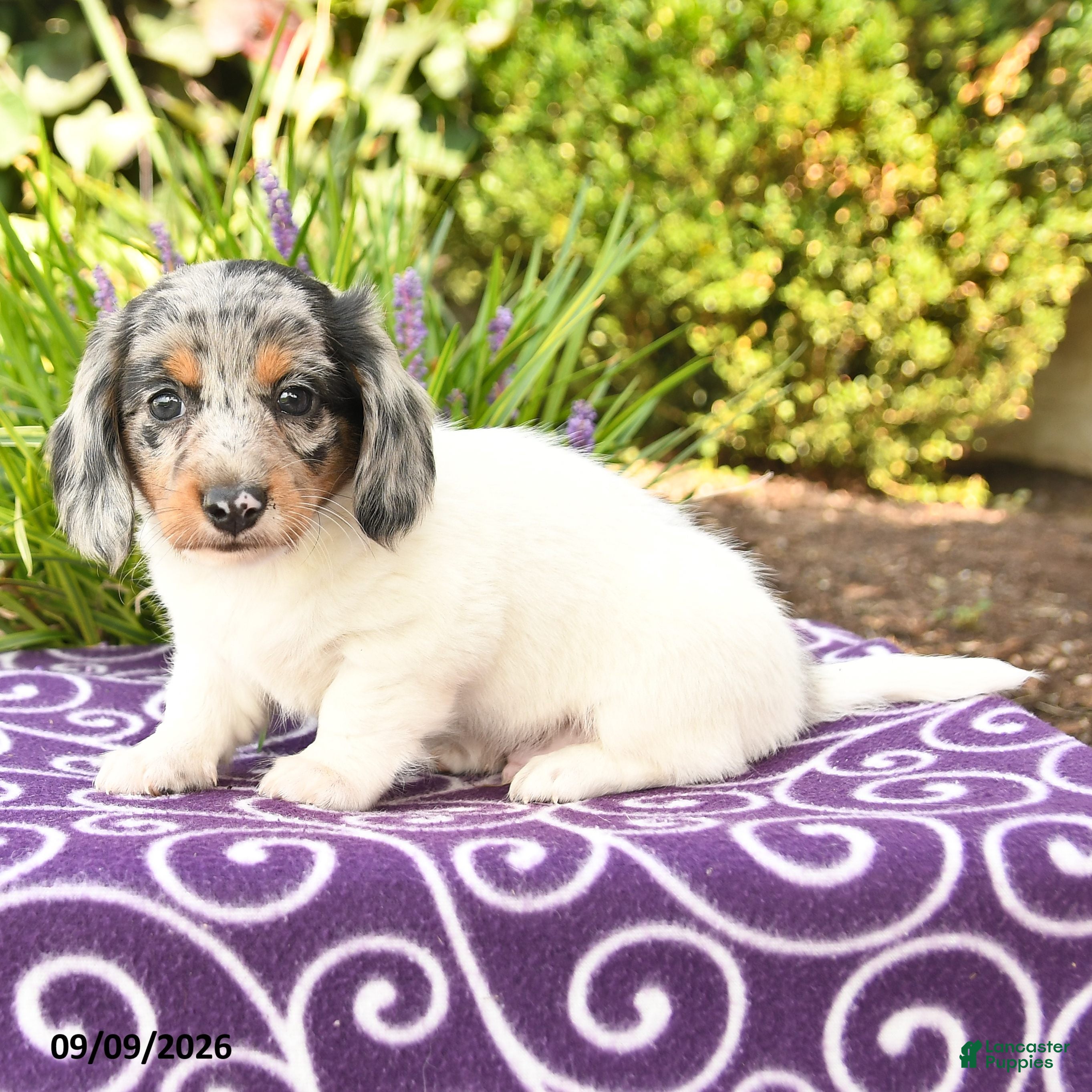 Miniature Dachshund dogs Oscar - Ad 2