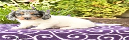Miniature Dachshund dogs for sale: Oscar - Ad 2