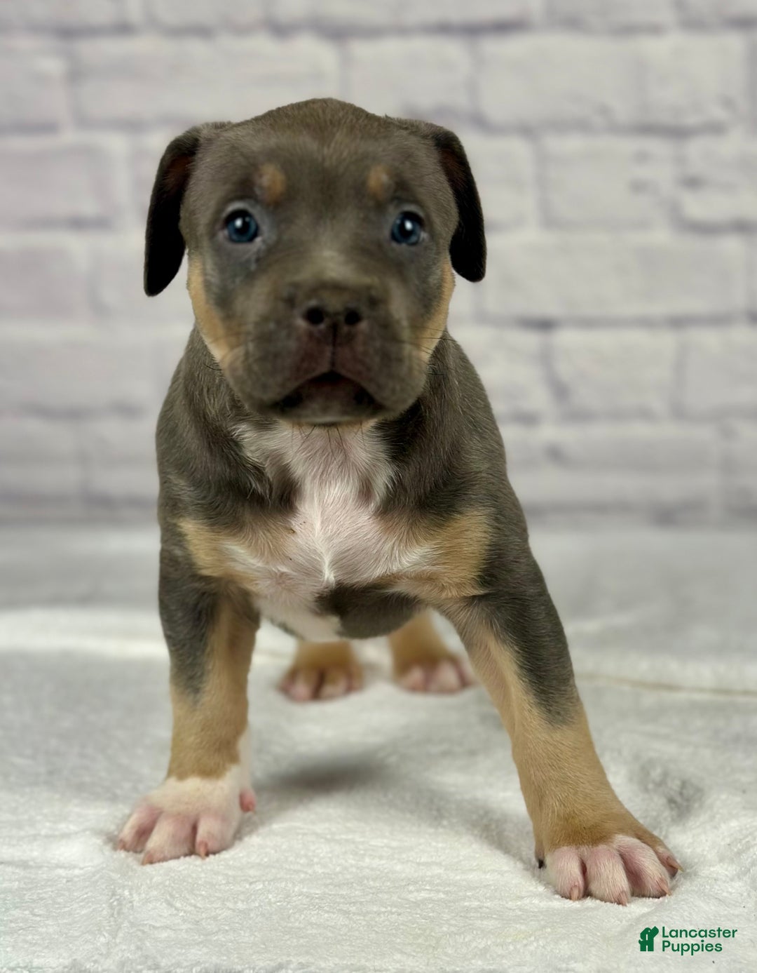 American Bully dogs for sale: Blue Moon - Ad 15