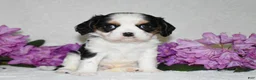 Cavalier King Charles Spaniel dogs for sale: Sammy - Ad 5