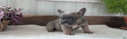 French Bulldog dogs for sale: Namor - Ad 7