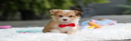 Mixed Breed dogs for sale: Milo - Ad 10