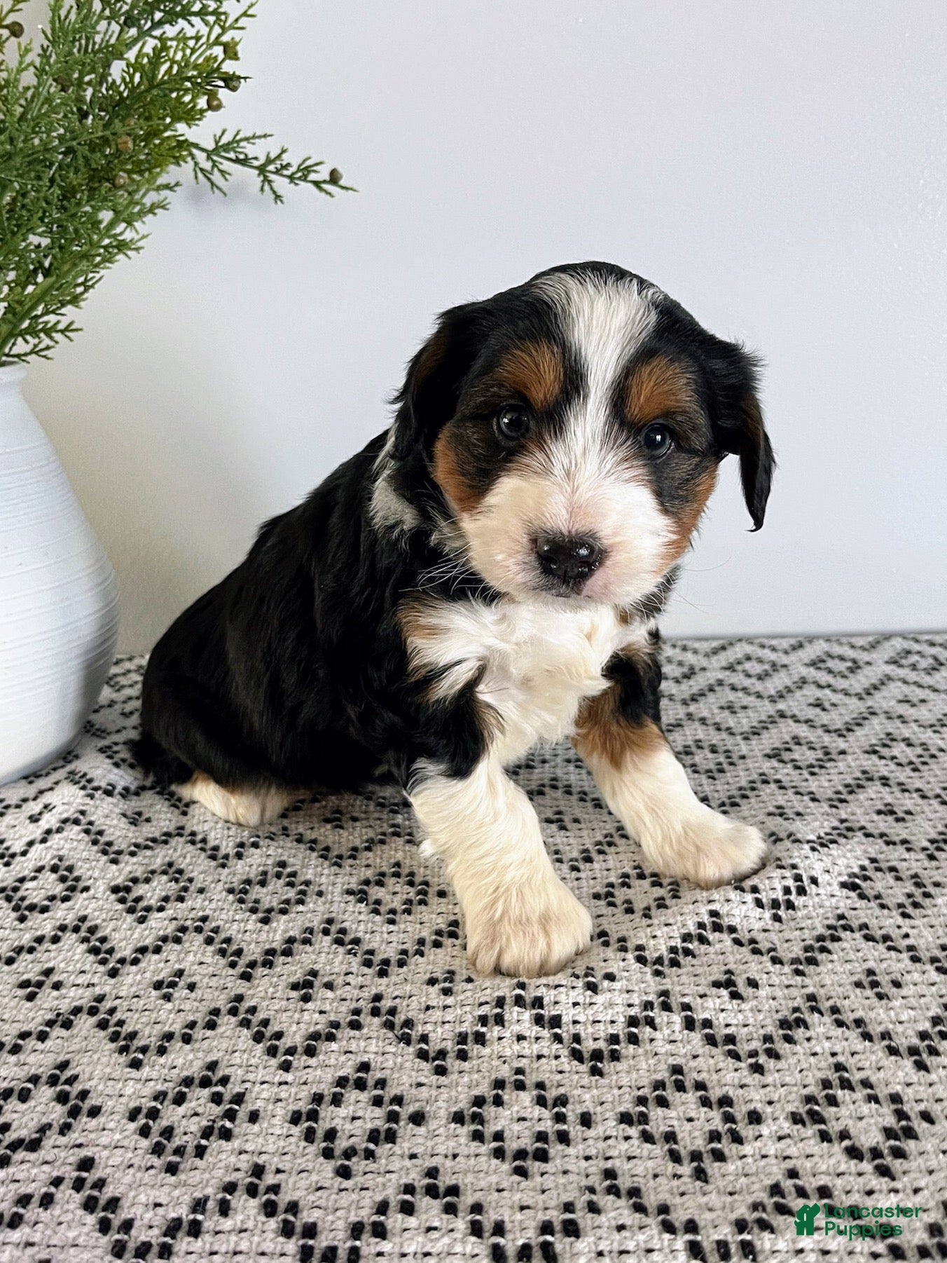 Mini Aussiedoodle dogs Ranger - Ad 14