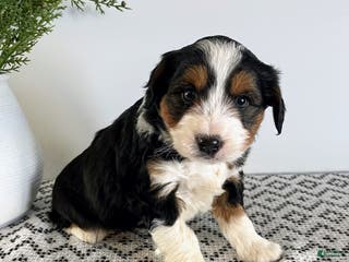 Mini Aussiedoodle dogs Ranger - Ad 14
