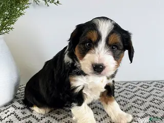 Mini Aussiedoodle dogs Ranger - Ad 24