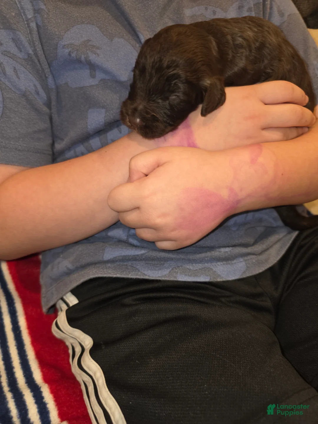 Sheepadoodle dogs for sale: Mocha - Ad 2