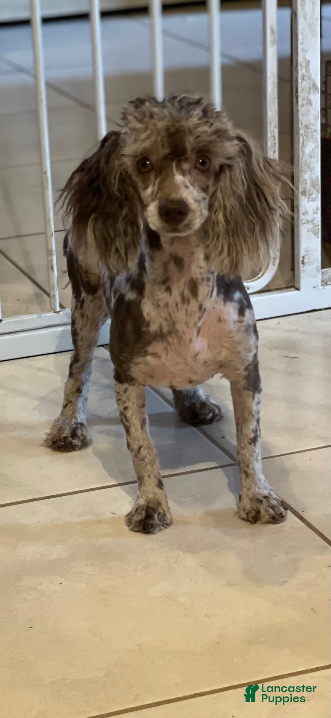 Toy Poodle dogs for sale: ACA DNA crème brûlée - Ad 7