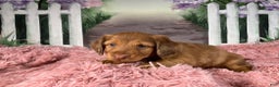 Miniature Dachshund dogs for sale: AKC-Brody - Ad 3