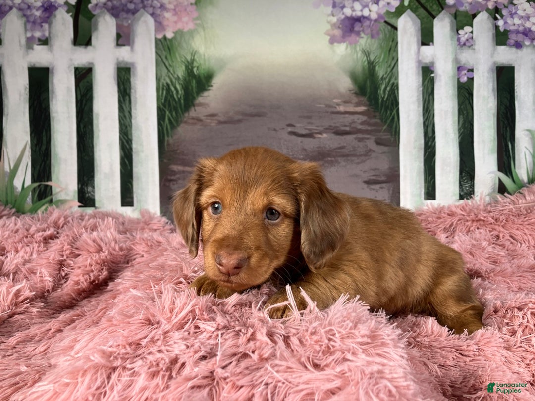 Miniature Dachshund dogs for sale: AKC-Brody - Ad 3