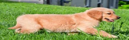 Golden Retriever dogs for sale: Charlie - Ad 3