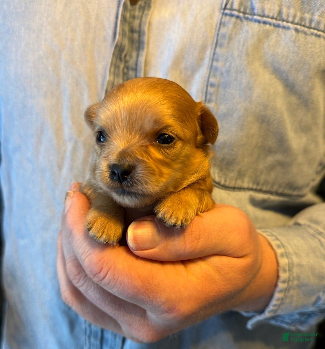 Chihuahua dogs for sale: Red gold  - Ad 10
