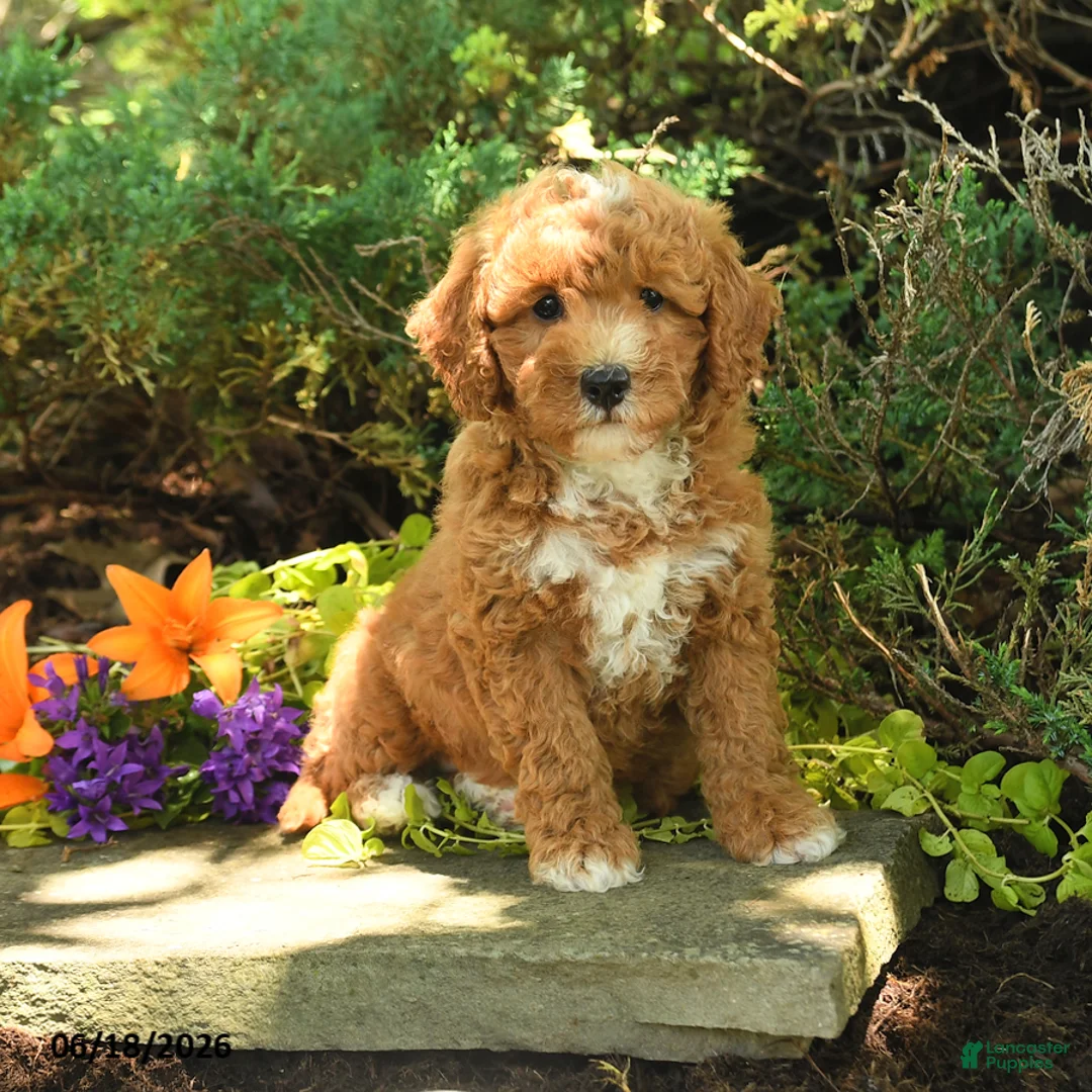 Mini Goldendoodle dogs for sale: Bear - Ad 1
