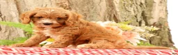 Cavapoo dogs for sale: Jasper - Ad 6