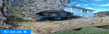 Coal