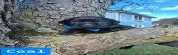 Labrador Retriever dogs for sale: Coal - Ad 1