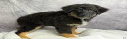 Australian Shepherd dogs for sale: Australian Shepherd chocolate chip  - Ad 6