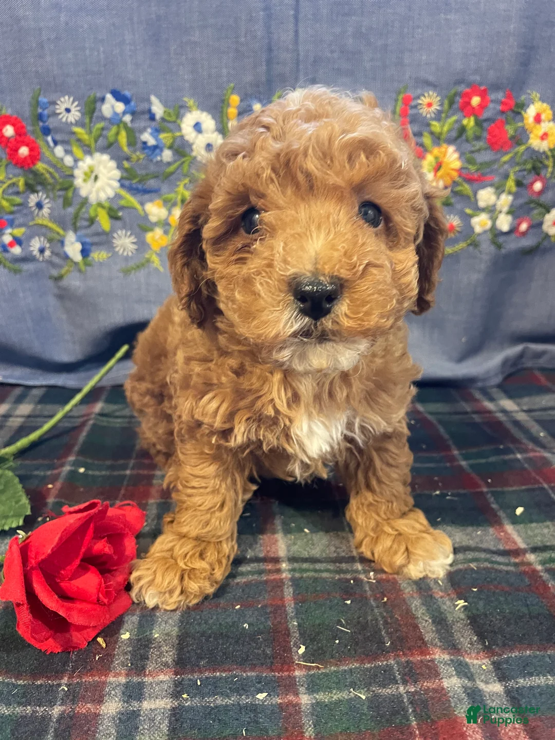 Toy Poodle dogs for sale: Benji - Ad 2
