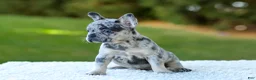 French Bulldog dogs for sale: Cupcake - Blue Merle - Ad 6