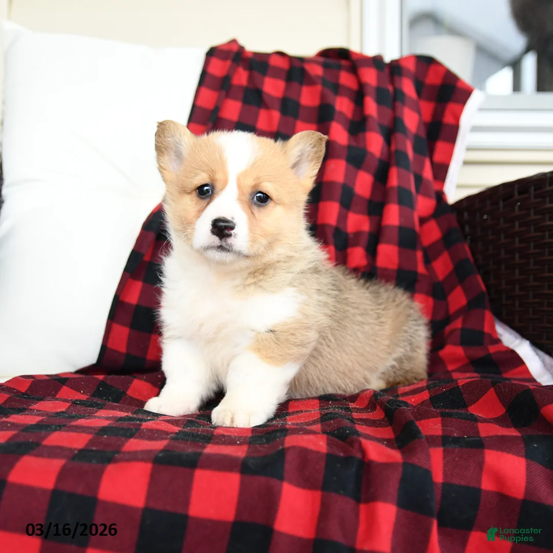 Welsh Corgi Pembroke dogs for sale: Francis - Ad 1