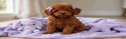 Toy Poodle dogs for sale: Toy Poodle 1 - Ad 2