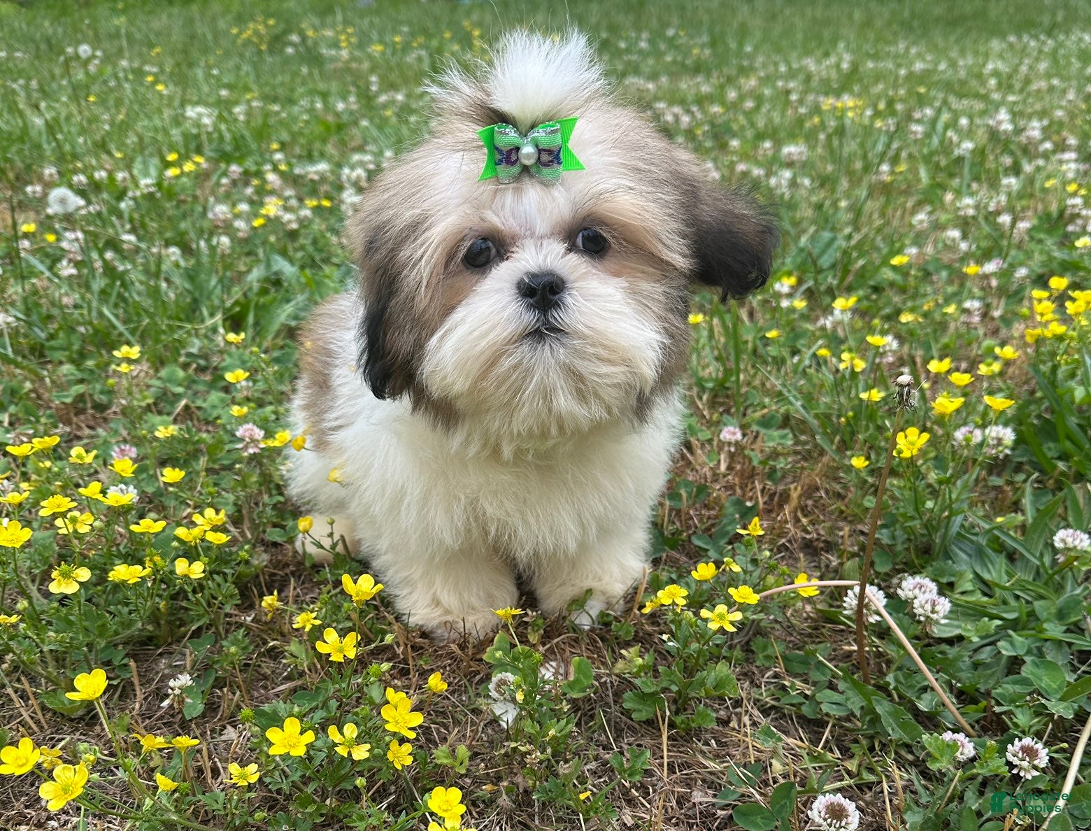 Shih Tzu dogs Zach - Ad 2