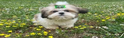 Shih Tzu dogs for sale: Zach - Ad 2