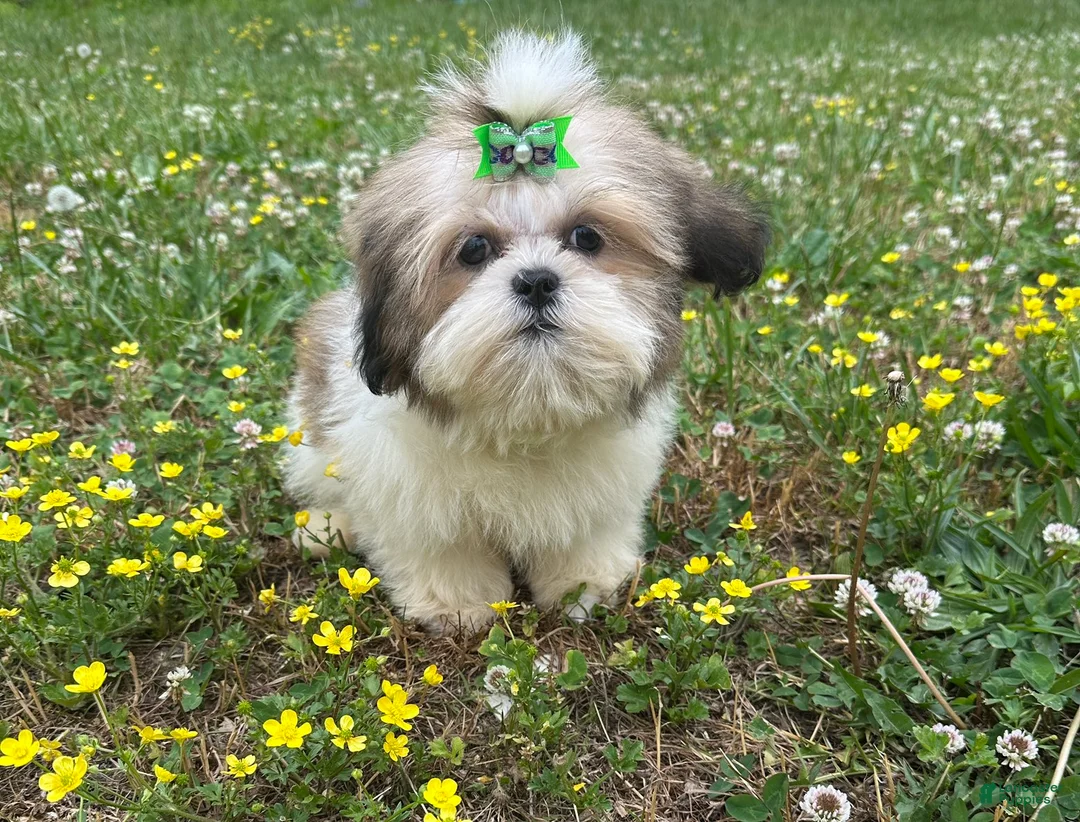 Shih Tzu dogs for sale: Zach - Ad 2