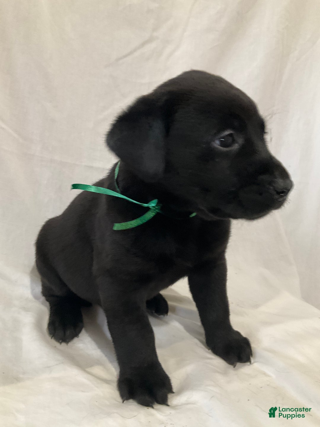 Labrador Retriever dogs for sale: Silas - Ad 3