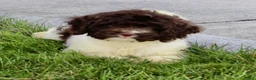Cockapoo dogs for sale: Atlas - Ad 6